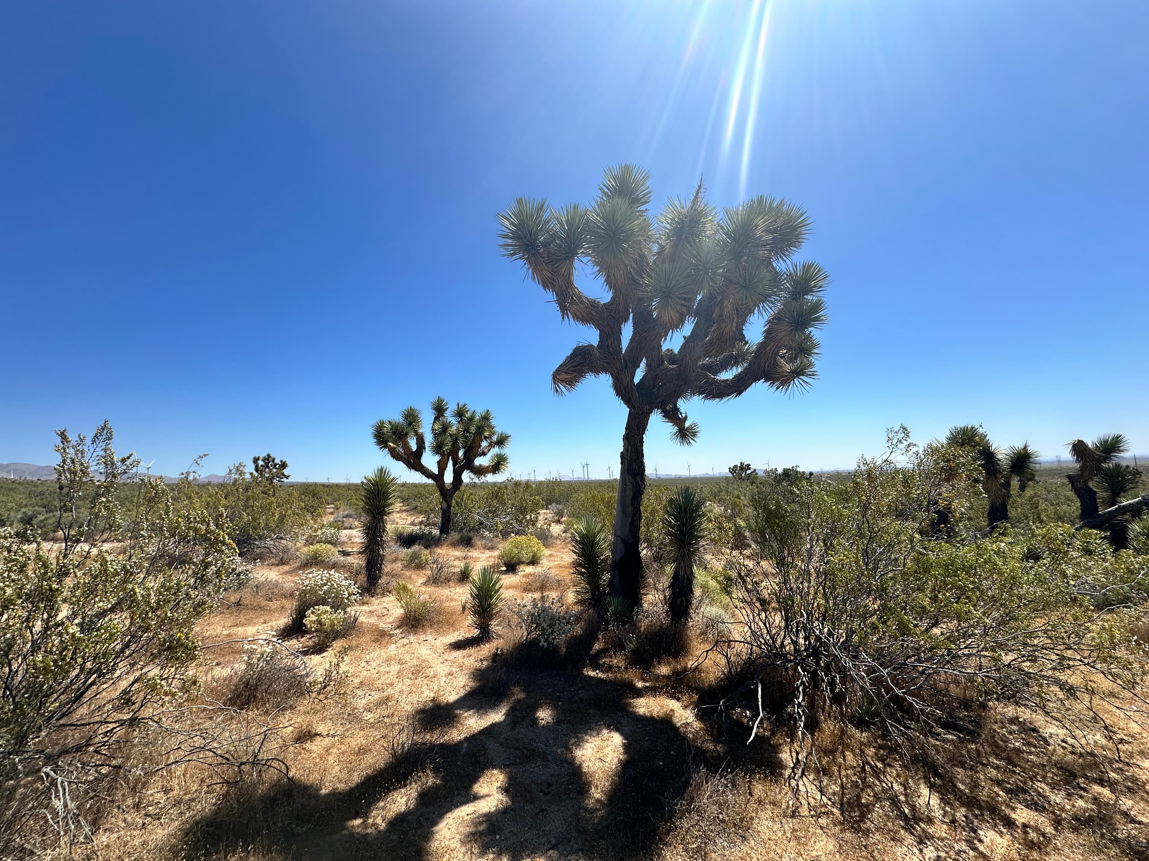 The Desert (miles 0 to 702) - Photo 3